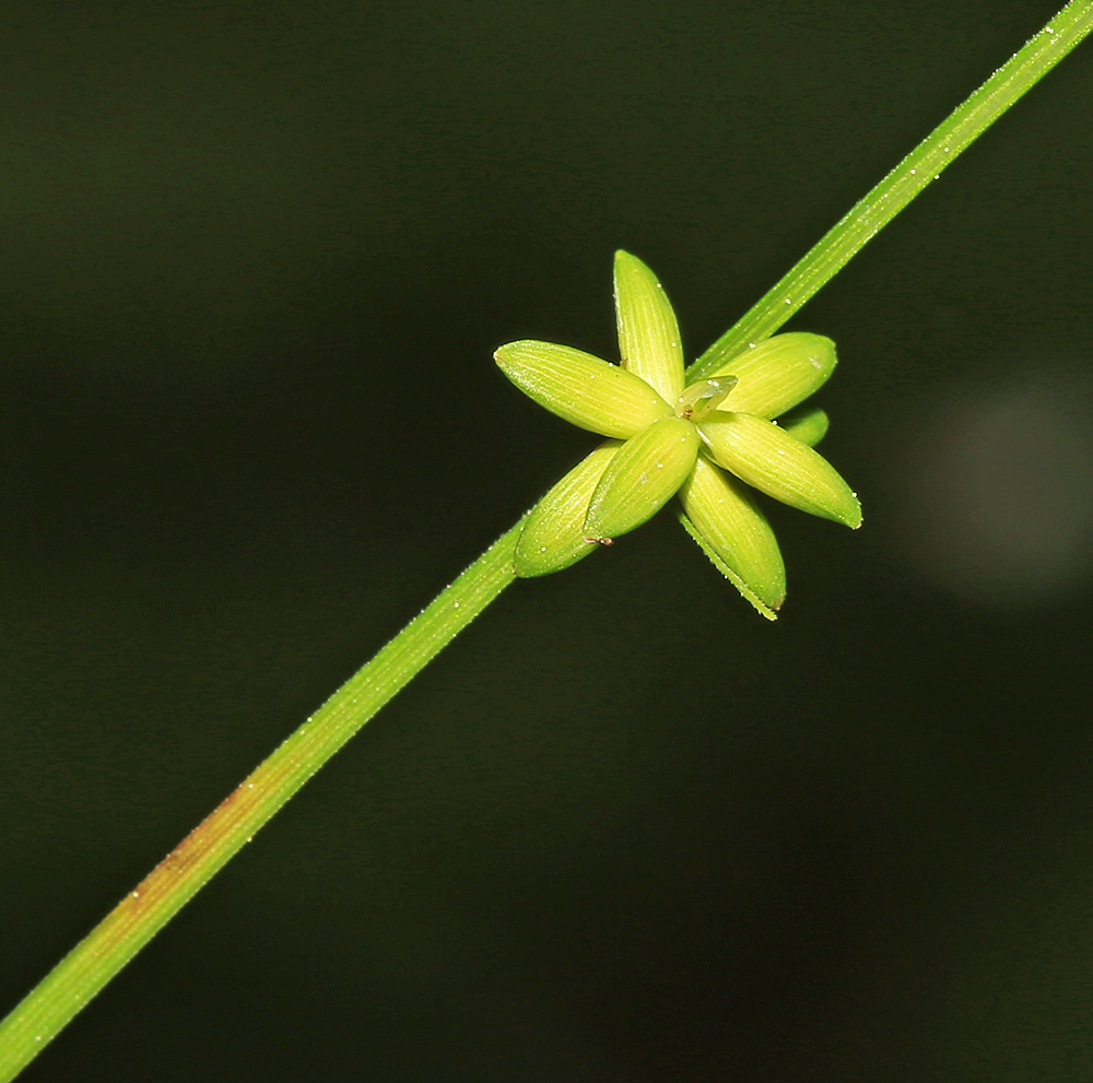 Изображение особи Carex loliacea.