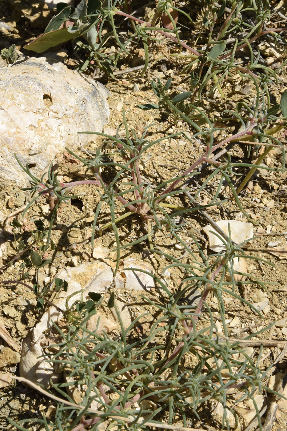 Image of Halimocnemis commixtus specimen.