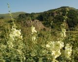 Alcea rugosa