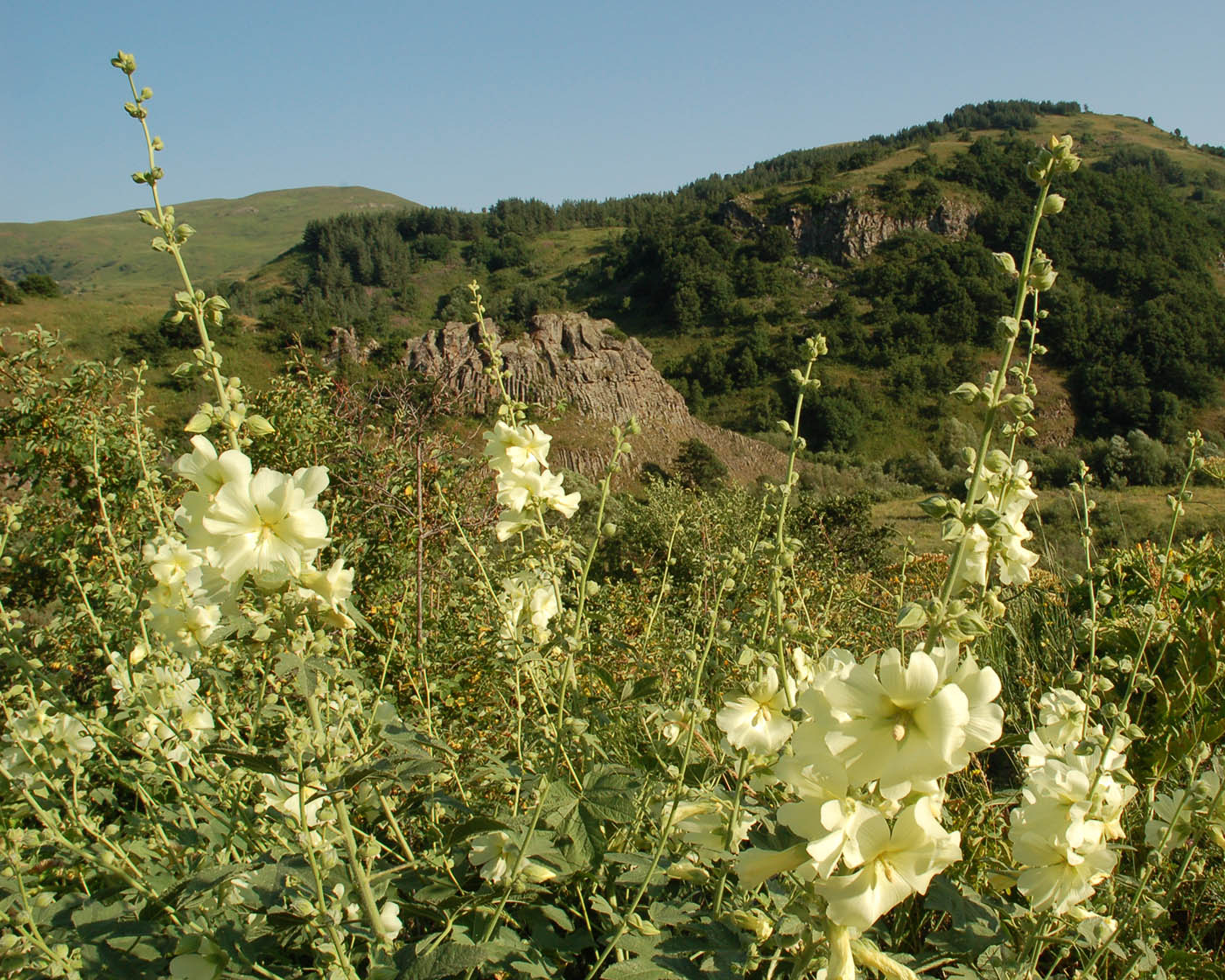 Изображение особи Alcea rugosa.