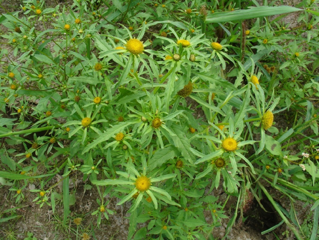 Image of Bidens radiata specimen.