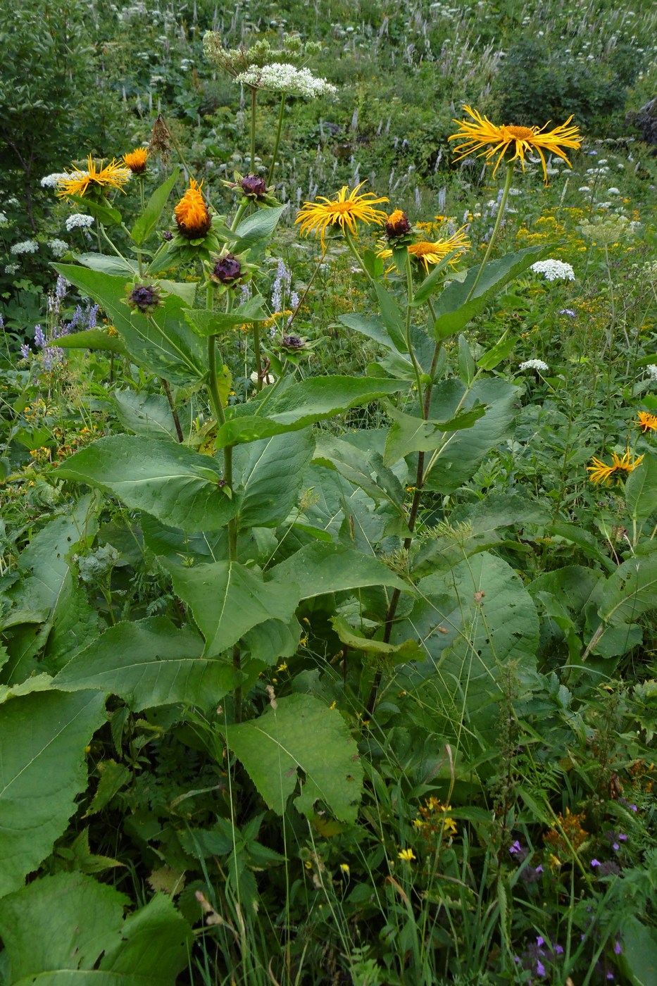 Image of Inula magnifica specimen.