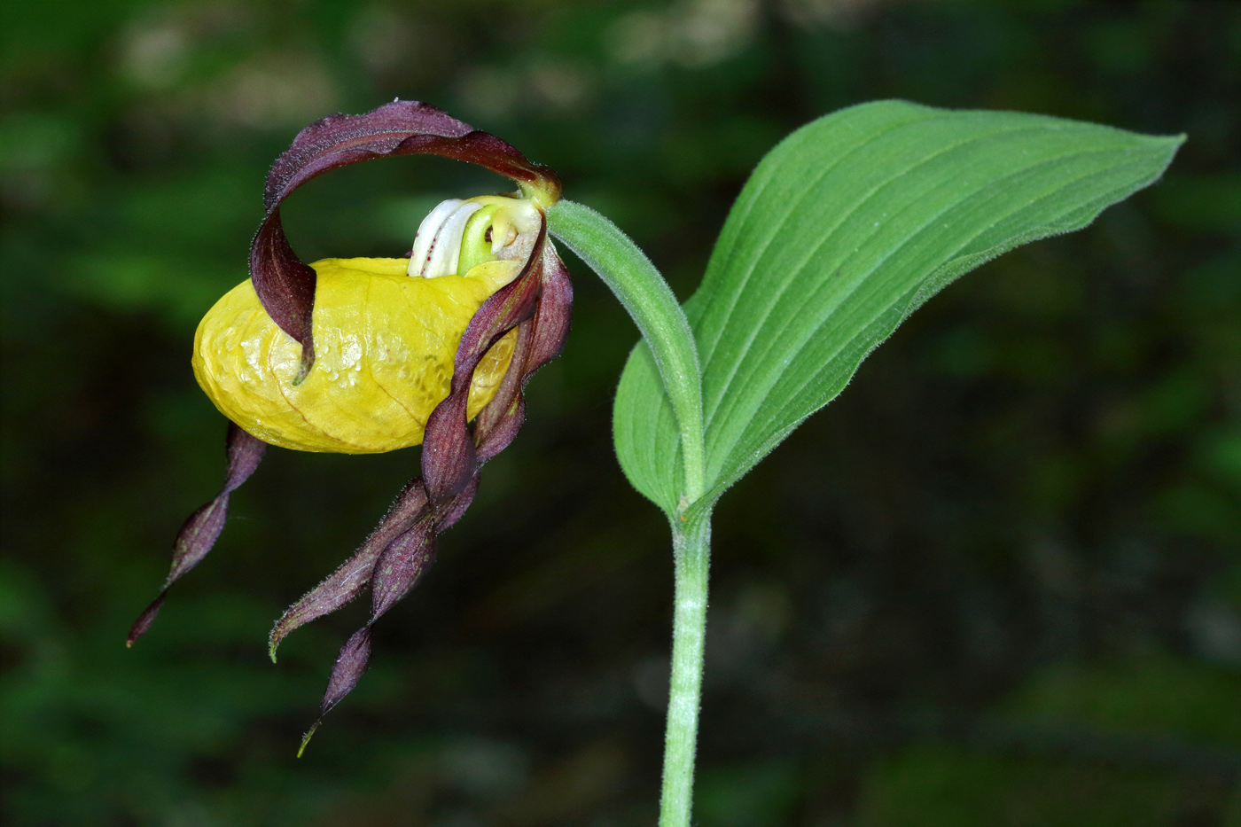 Image of Cypripedium calceolus specimen.