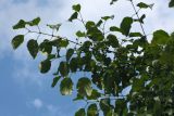 Rhamnus cathartica