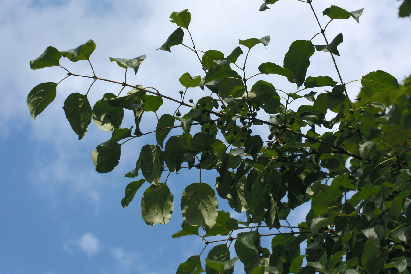 Image of Rhamnus cathartica specimen.