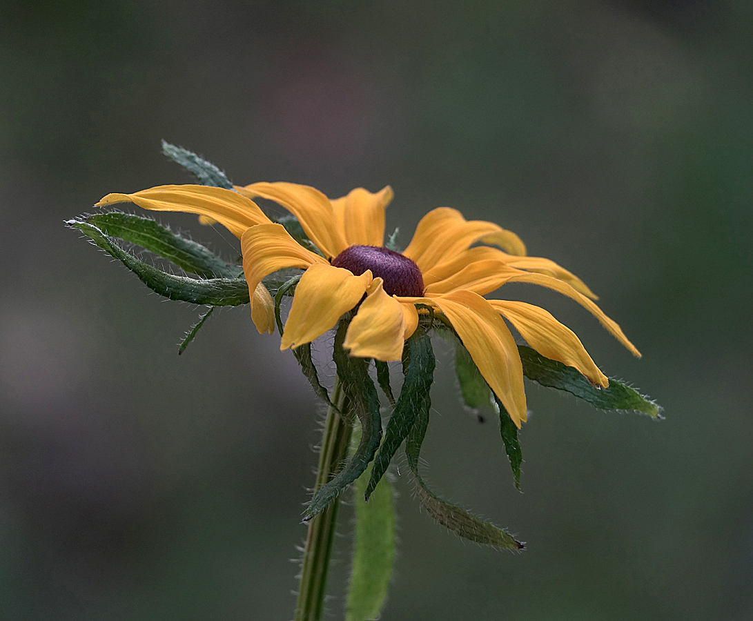 Image of Rudbeckia hirta specimen.