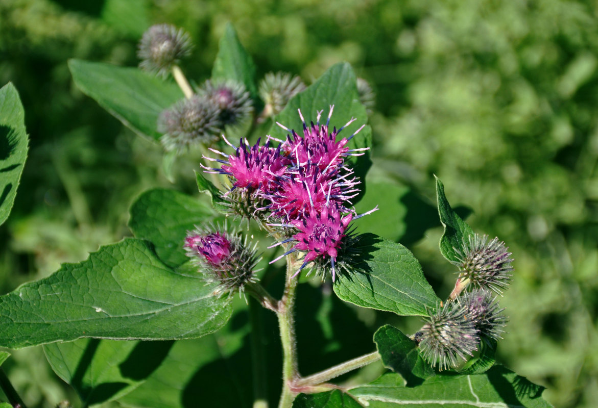 Изображение особи Arctium &times; ambiguum.