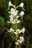 Habenaria linearifolia