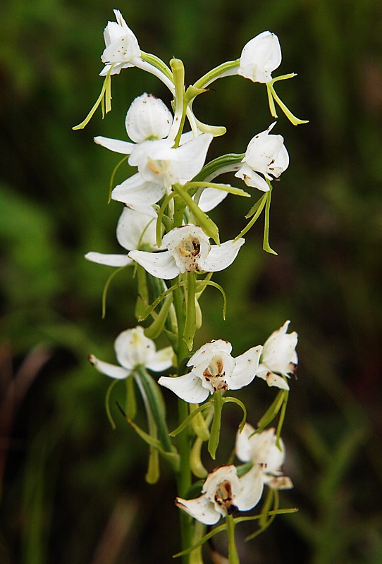Image of Habenaria linearifolia specimen.