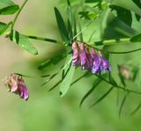 Vicia amoena. Соцветие. Иркутская обл., Иркутский р-н, окр. пос. Листвянка, склон сопки, небольшой луг. 24.06.2020.