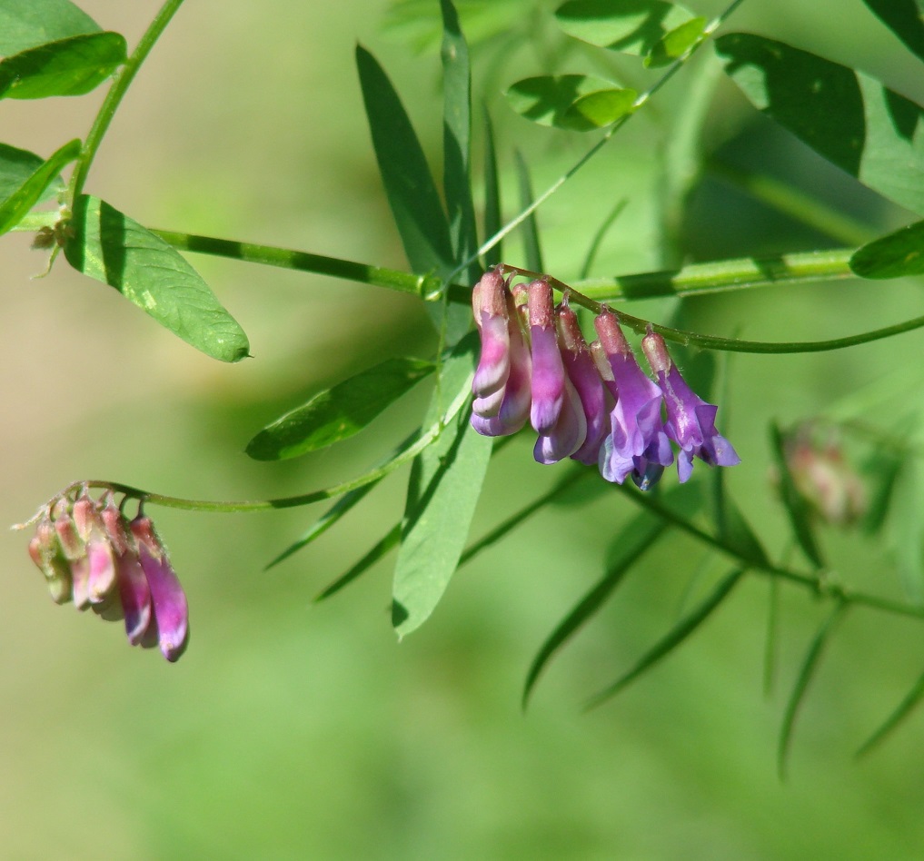 Изображение особи Vicia amoena.