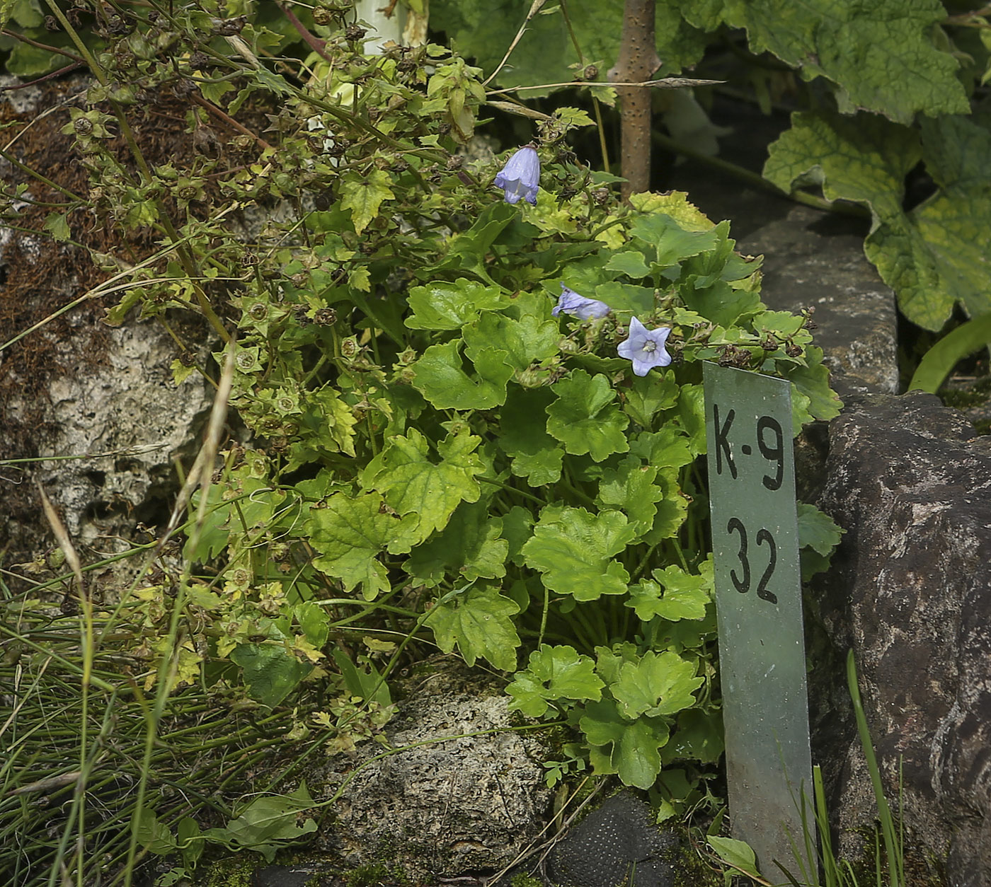 Изображение особи род Campanula.