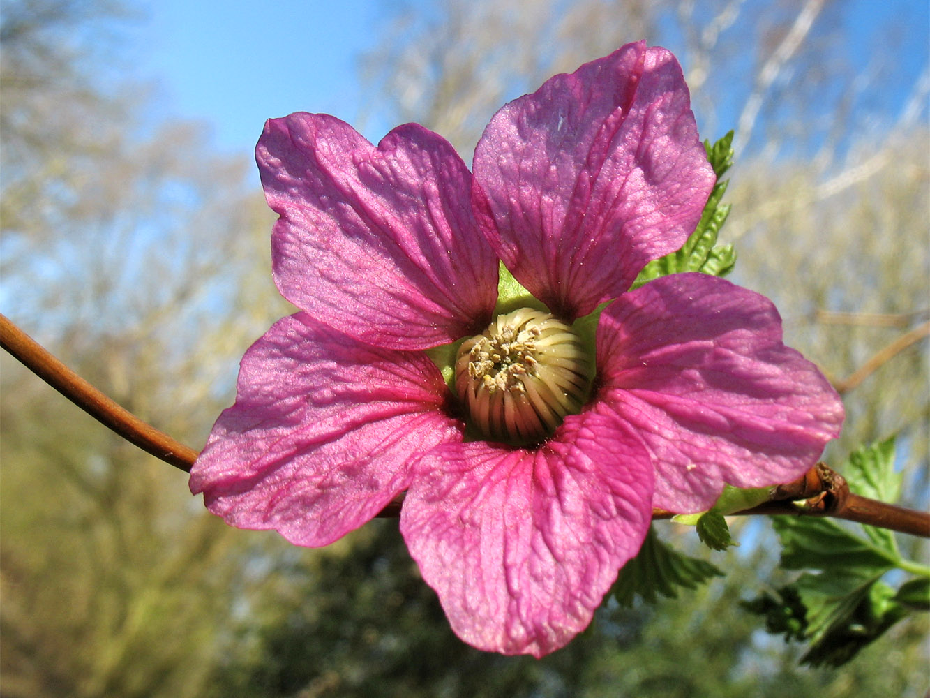 Image of Rubus spectabilis specimen.