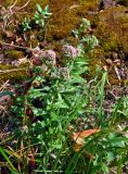 Hylotelephium triphyllum. Цветущие растения. Челябинская обл., Саткинский р-н, хребет Москаль, ≈ 1000 м н.у.м., поросший мхами участок скалы. 21.07.2020.