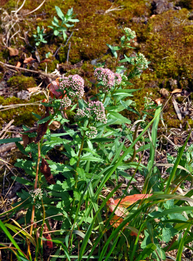 Изображение особи Hylotelephium triphyllum.