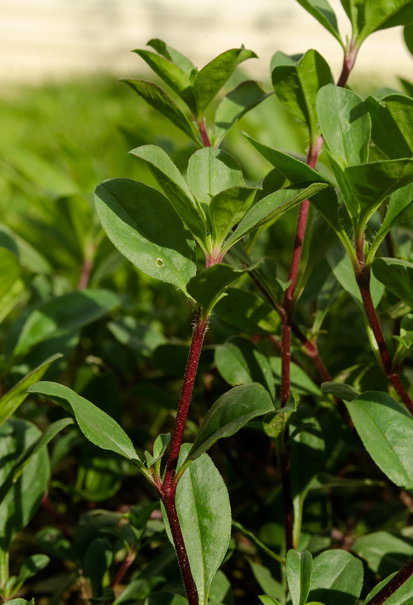 Image of Saponaria ocymoides specimen.