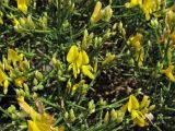 Genista acanthoclada. Верхушки побегов с соцветиями. Греция, о. Родос, окр. деревни Хараки, маквис. 5 мая 2011 г.