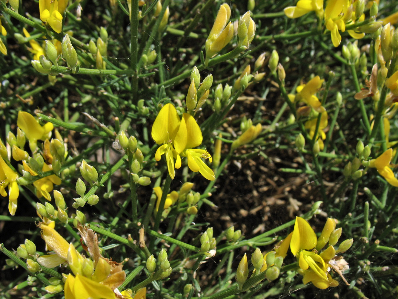 Image of Genista acanthoclada specimen.