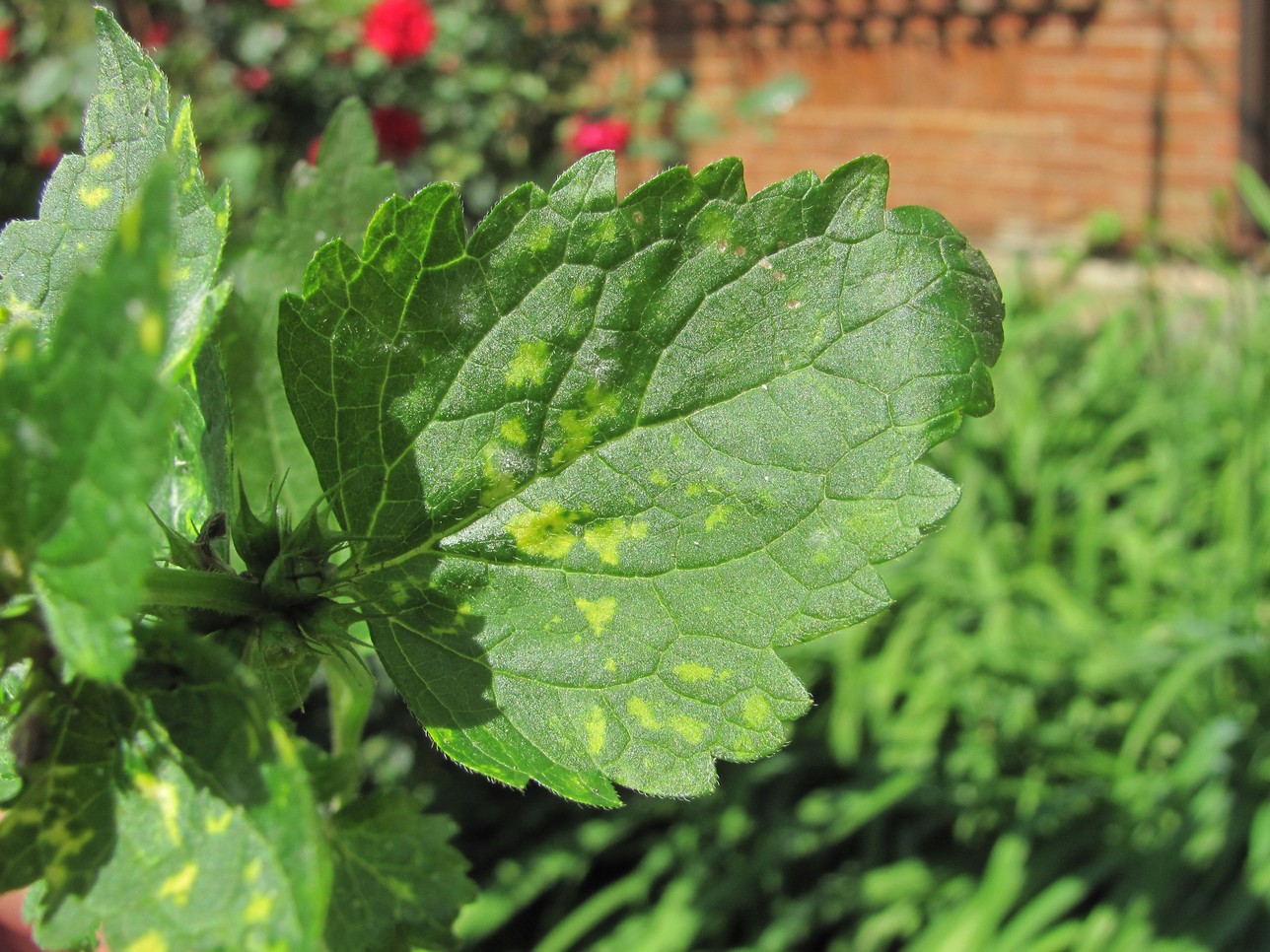 Image of Lamium maculatum specimen.