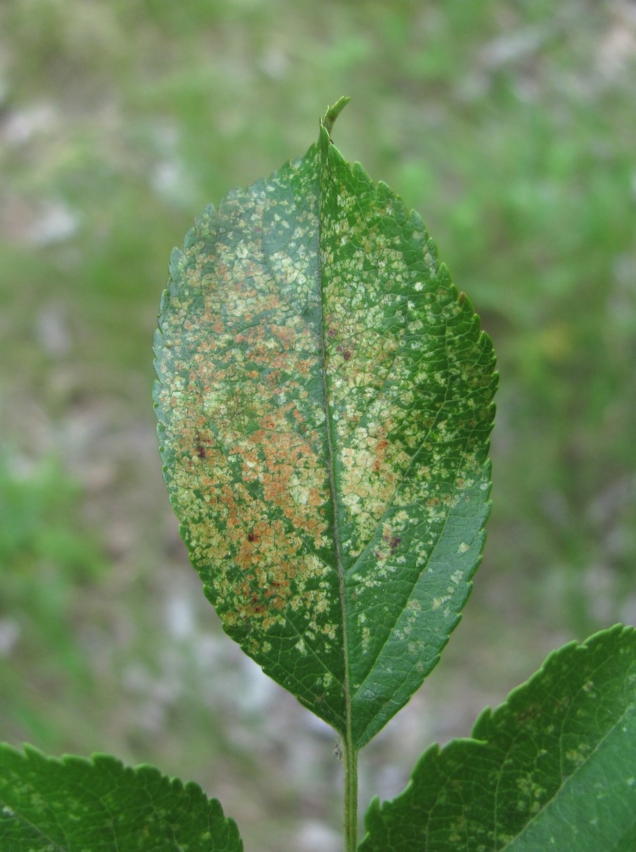 Изображение особи Malus orientalis.