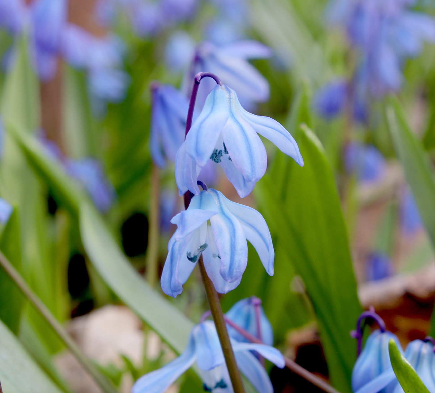 Image of Scilla siberica specimen.