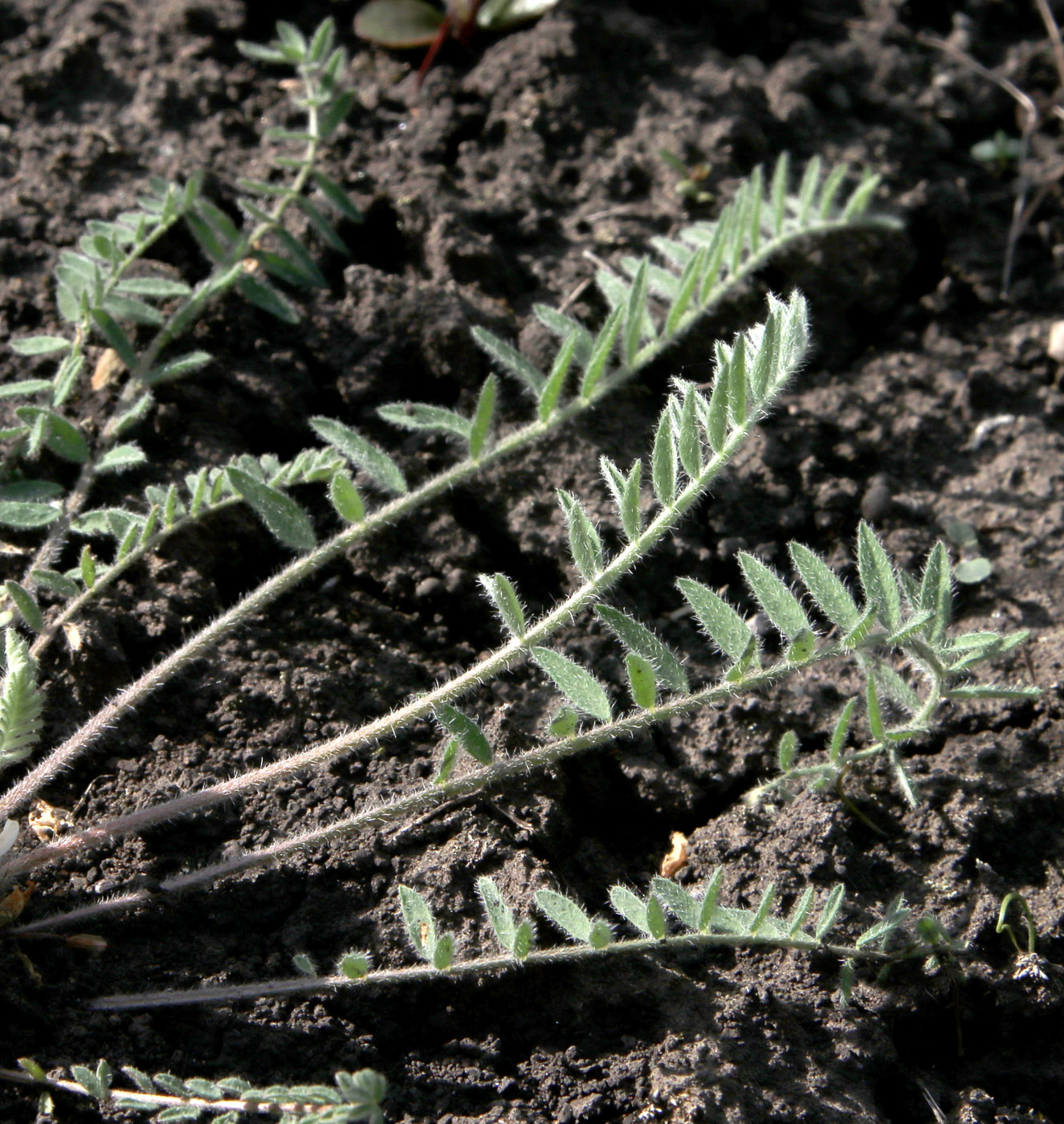 Изображение особи Astragalus testiculatus.