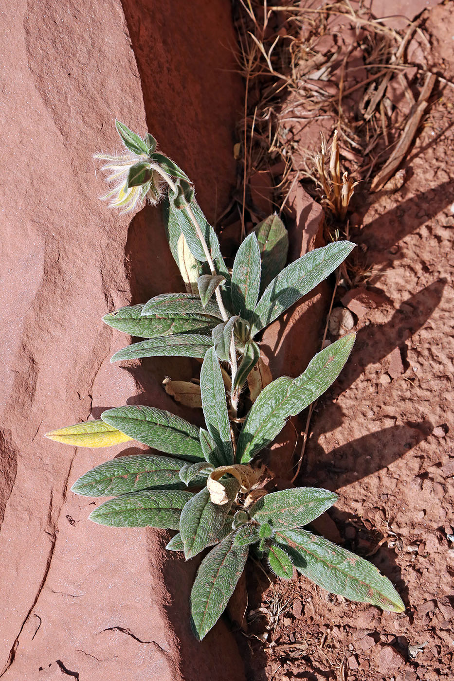 Image of Onosma albicaulis specimen.