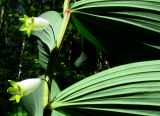 Polygonatum maximowiczii