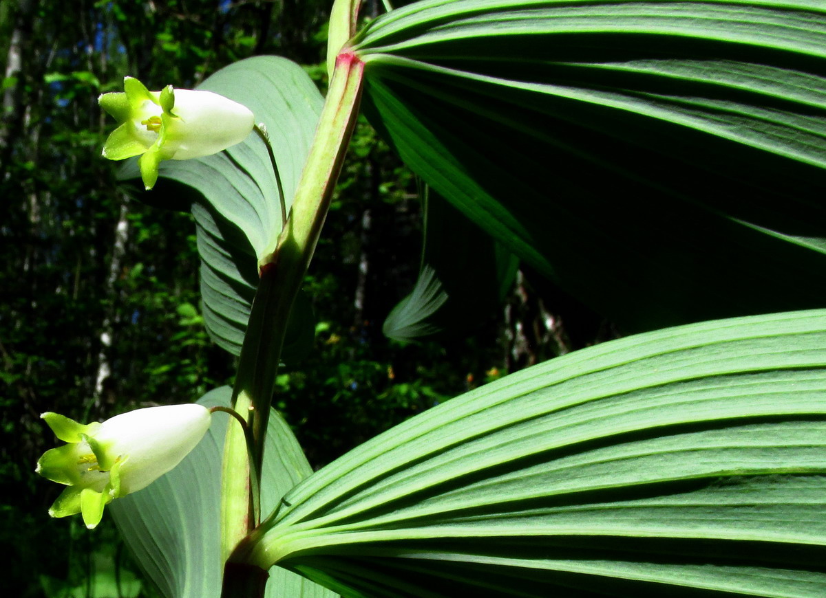 Image of Polygonatum maximowiczii specimen.