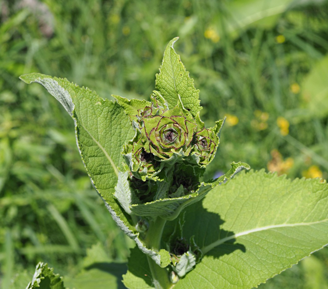 Image of Inula helenium specimen.