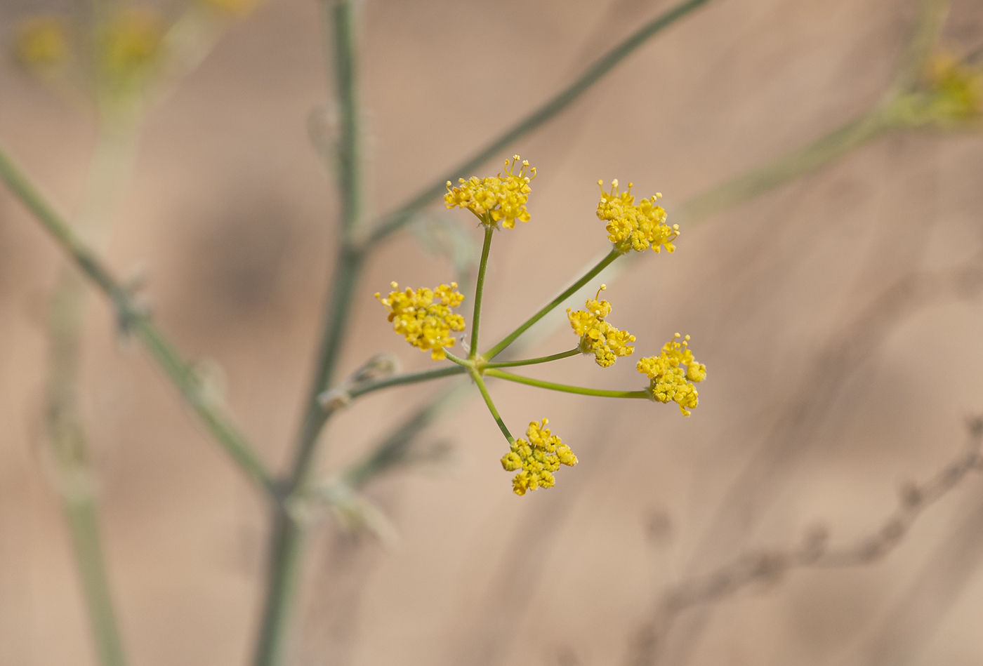 Image of Prangos ammophila specimen.