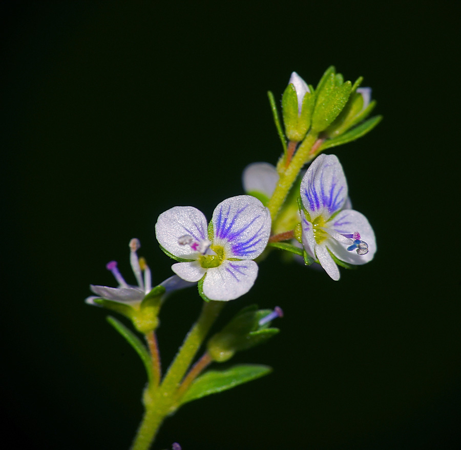 Изображение особи Veronica serpyllifolia.