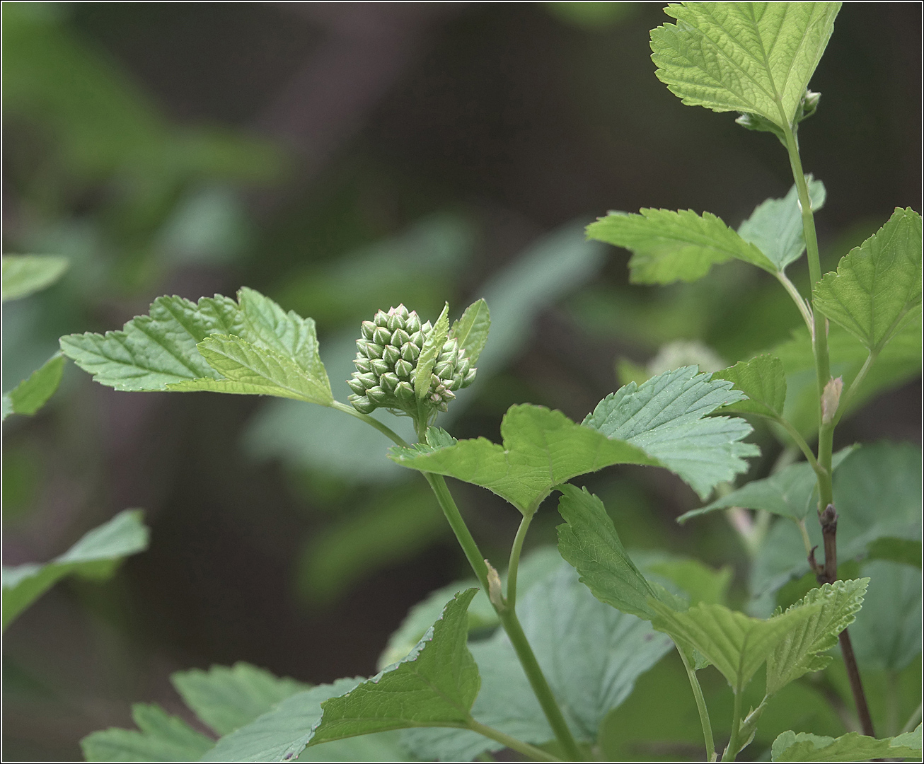 Image of Physocarpus opulifolius specimen.