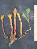 Orobanche owerinii. Извлечённые из земли растения с растением-хозяином (Lactuca racemosa). Дагестан, Докузпаринский р-н, окр. с. Куруш, луговой склон. 26 июня 2021 г.