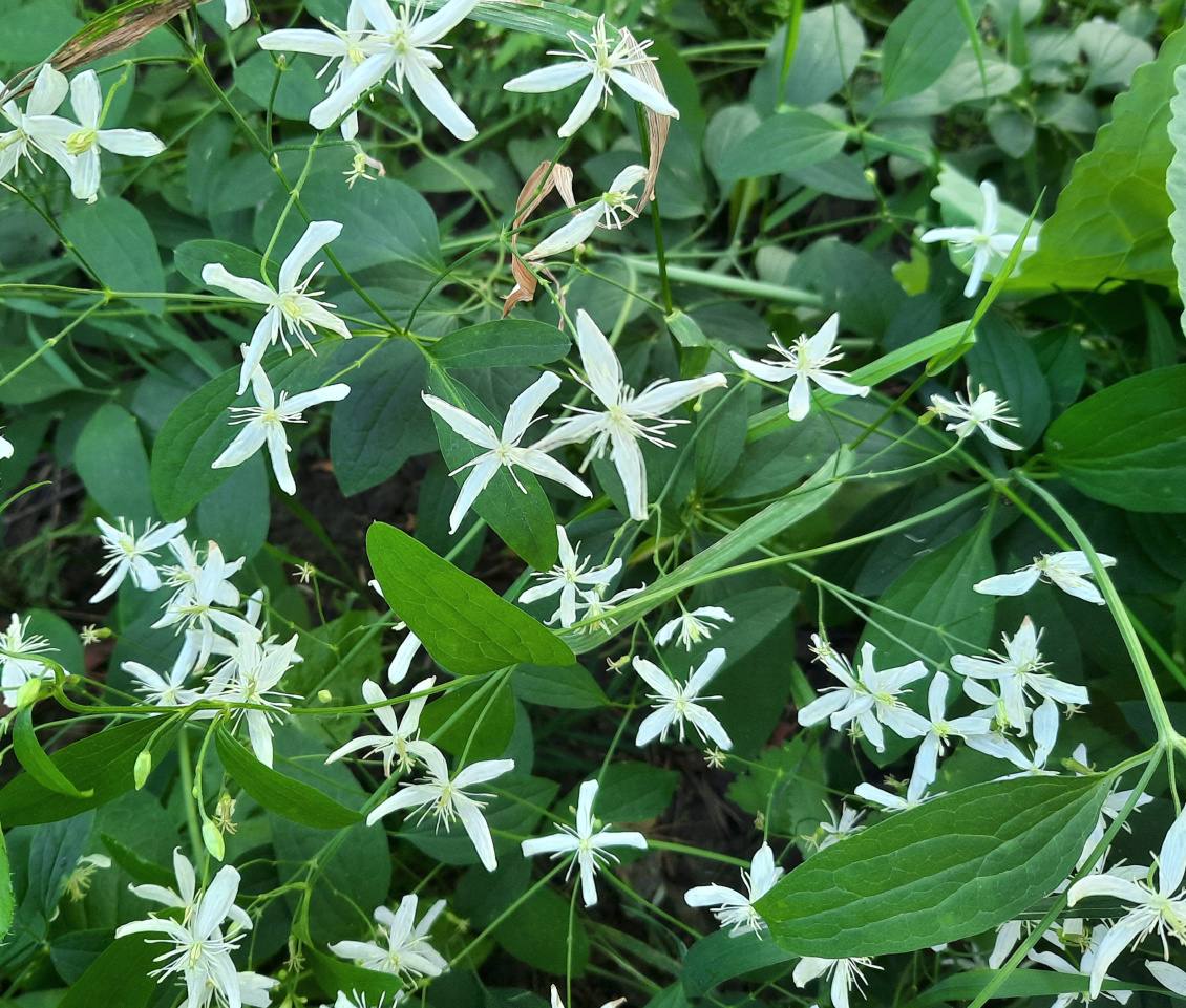 Изображение особи род Clematis.