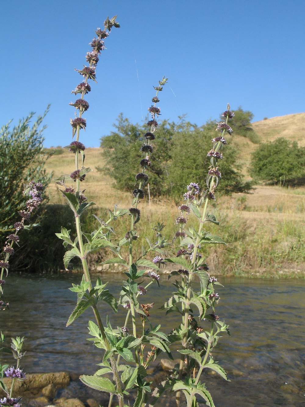 Image of Mentha &times; interrupta specimen.