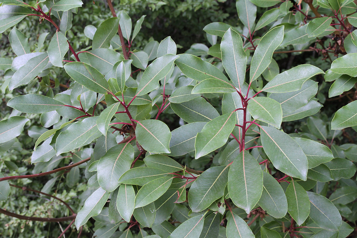 Image of Arbutus andrachne specimen.