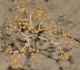 genus Haplophyllum. Высохшее плодоносящее растение (вид сверху). Узбекистан, Андижанская обл., окр. г. Асака, адыры, глинистый склон. 12.07.2021.