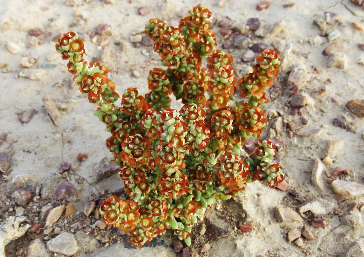 Image of familia Chenopodiaceae specimen.