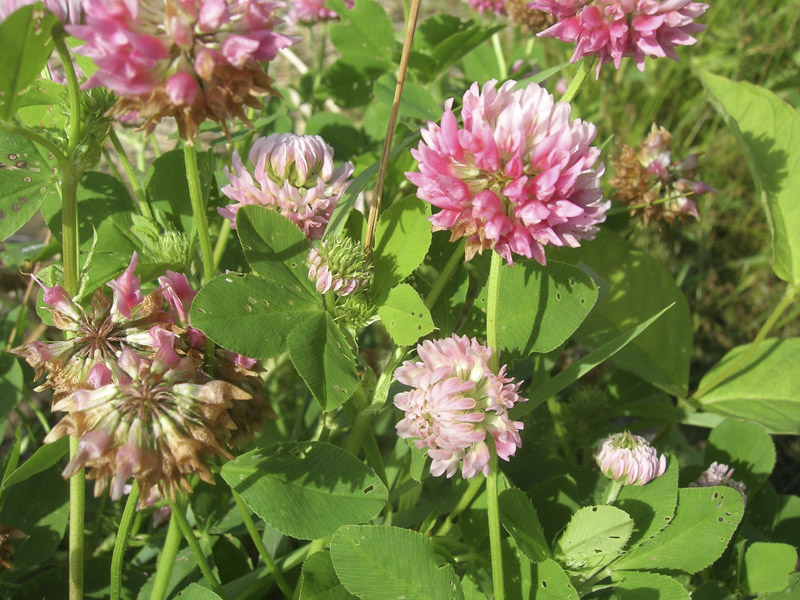 Изображение особи Trifolium hybridum.