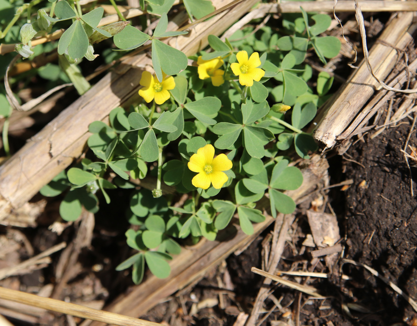 Image of Oxalis dillenii specimen.