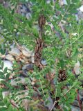 Astragalus marinus. Побеги с соплодиями. Приморский край, Лазовский р-н, Лазовский заповедник, окр. кордона Америка, берег р. Киевка. 17.08.2009.