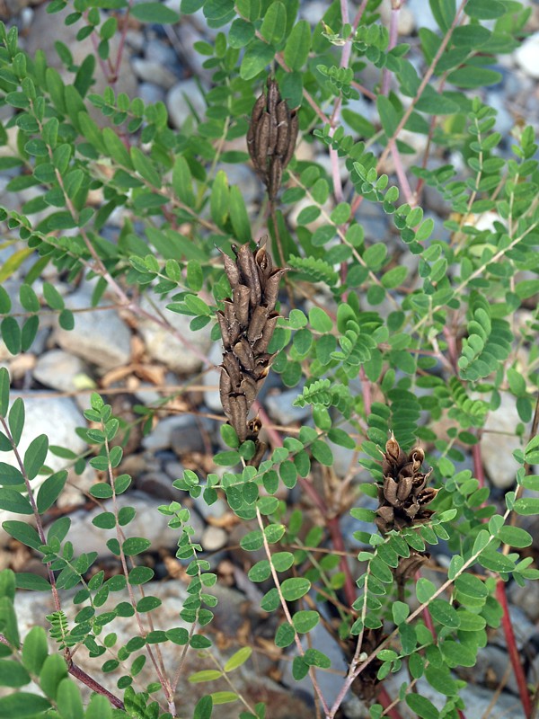 Изображение особи Astragalus marinus.