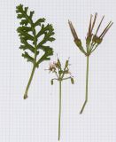 Pelargonium laxum
