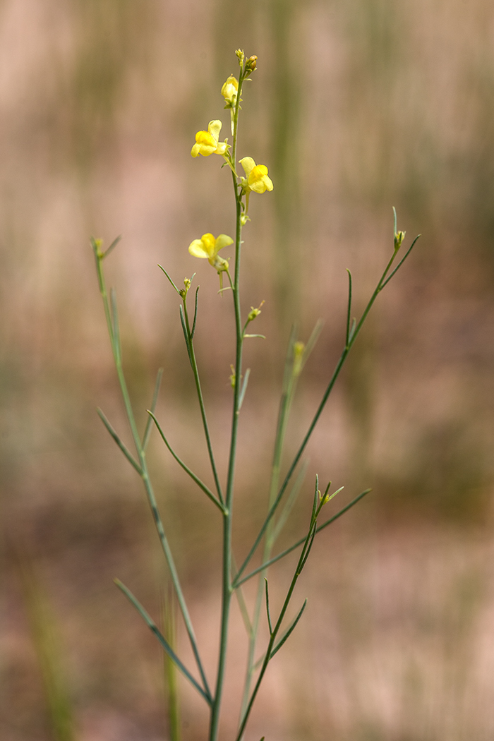 Image of Linaria odora specimen.