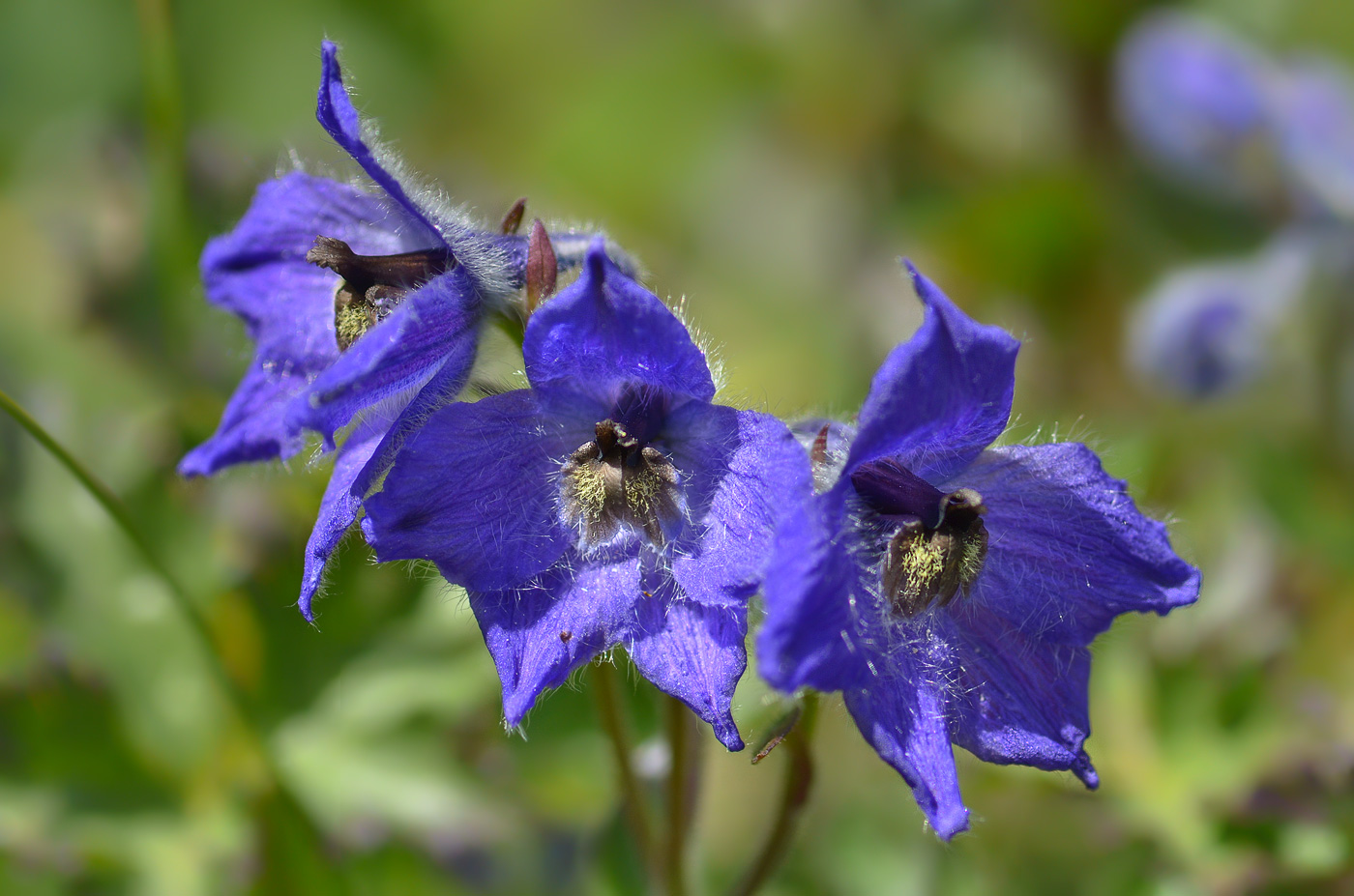 Image of Delphinium caucasicum specimen.