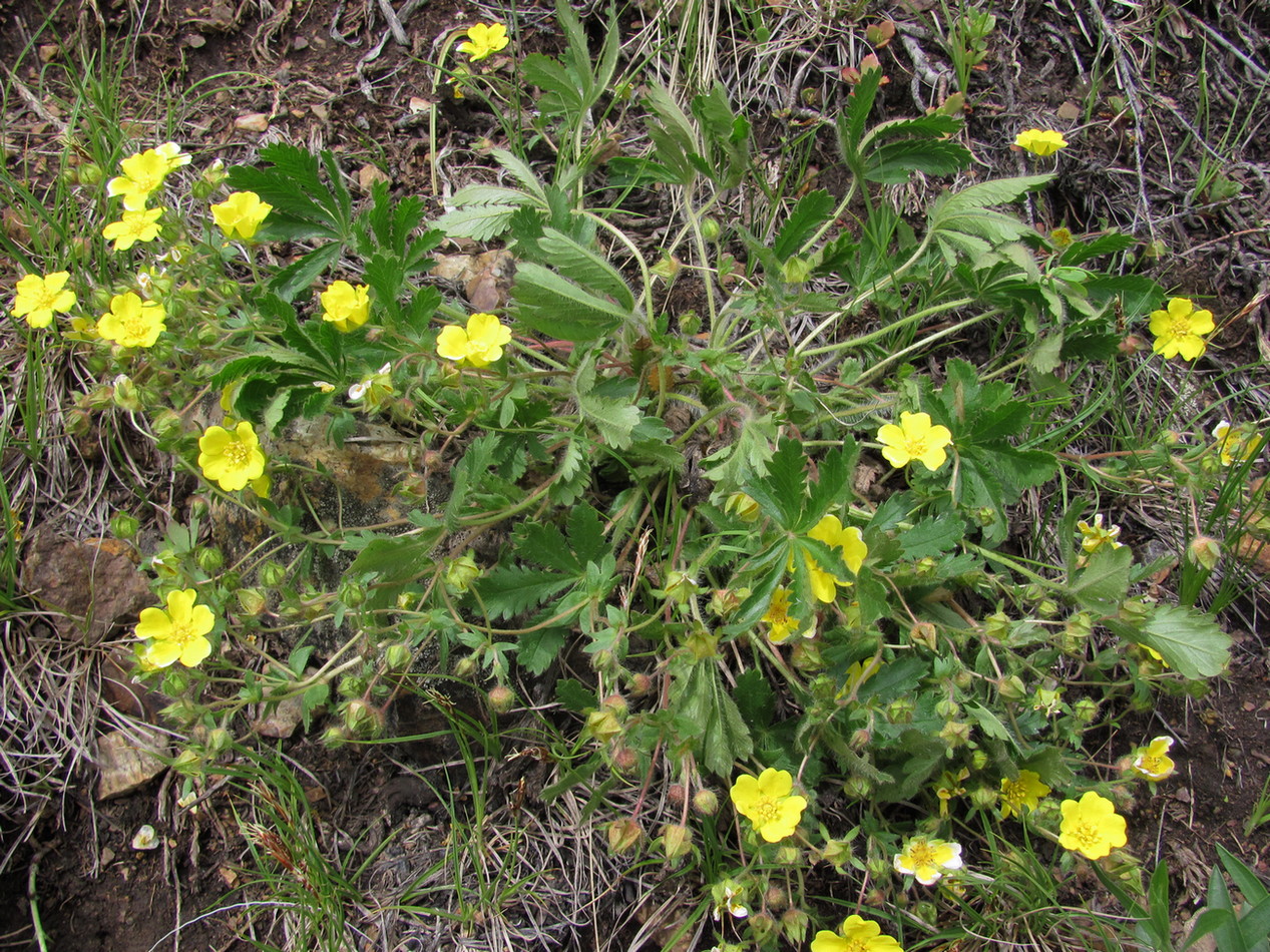 Image of Potentilla humifusa specimen.