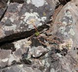 Image of taxon representative. Author is Намиг Аббасов