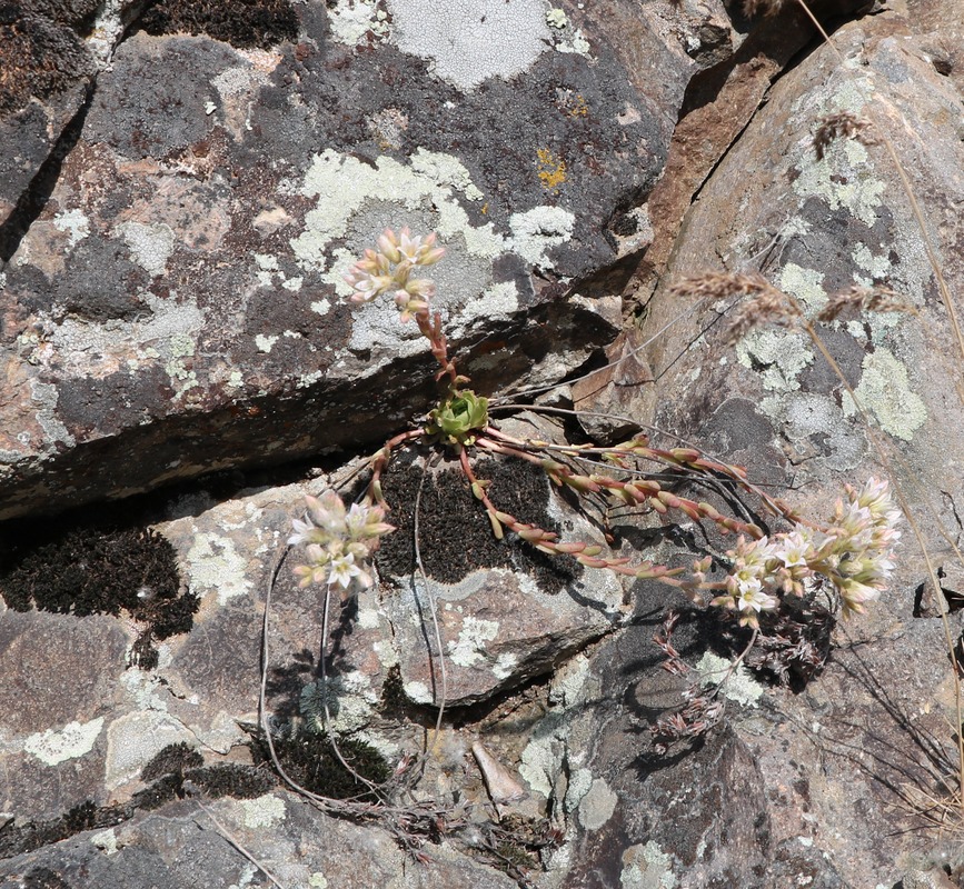Изображение особи Rosularia sempervivum.