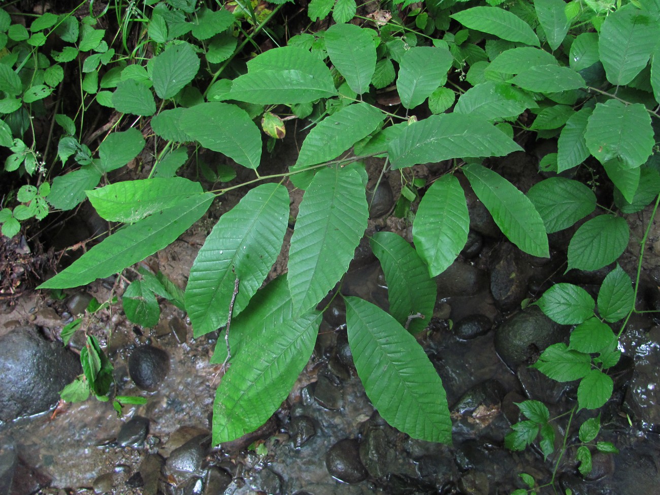 Image of Castanea sativa specimen.